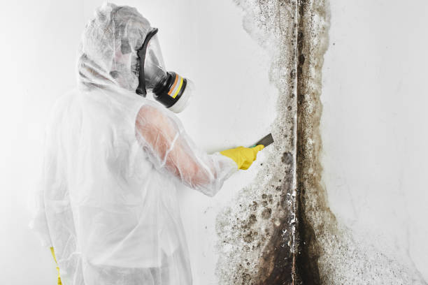 Best Mold Damage Repair  in Lewisburg, PA