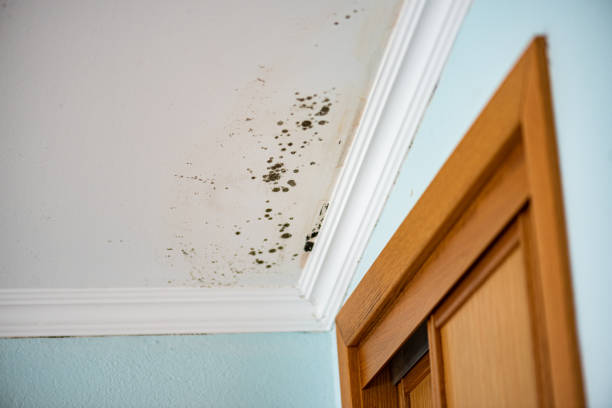 Best Fast Mold Removal  in Lewisburg, PA