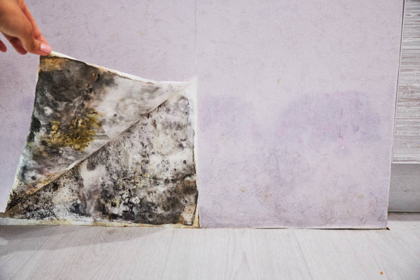 Best Affordable Mold Removal  in Lewisburg, PA
